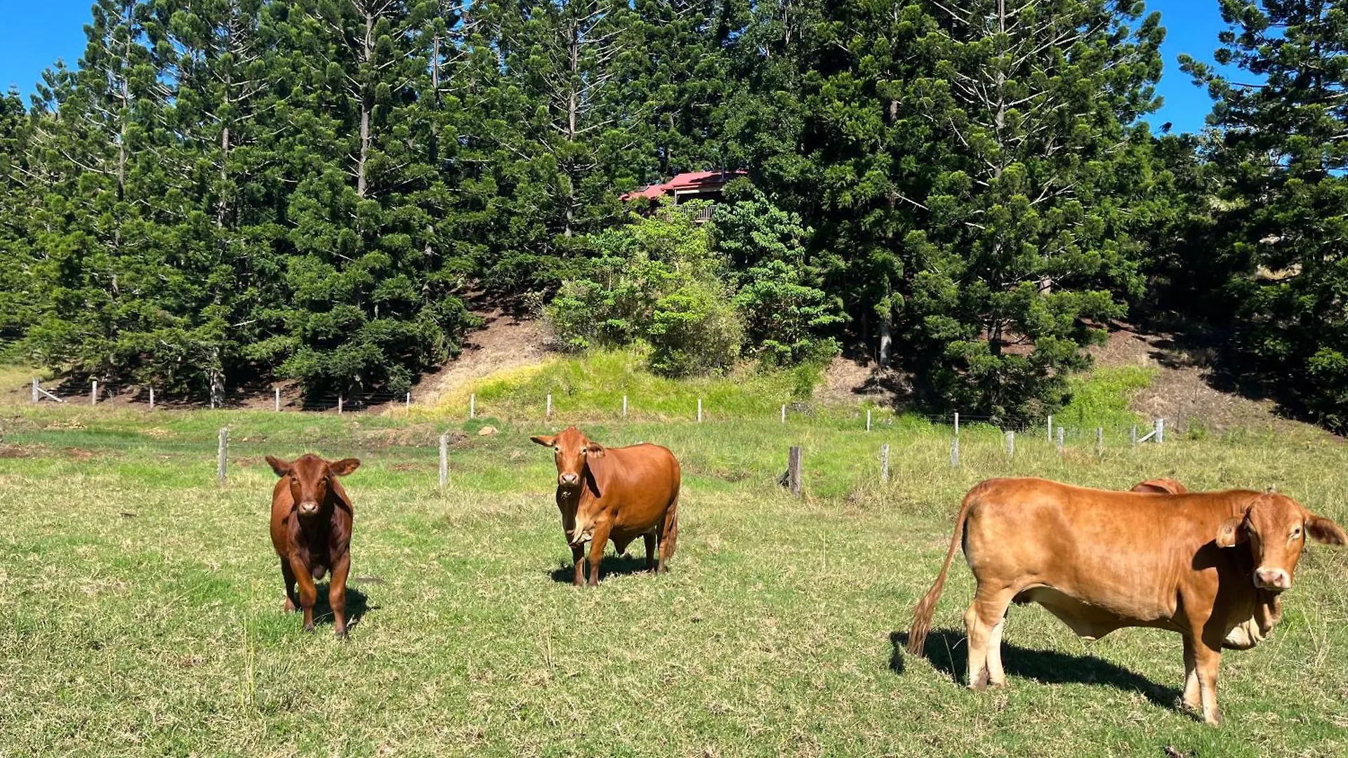 Holiday home Cottage In The Woods, Maleny